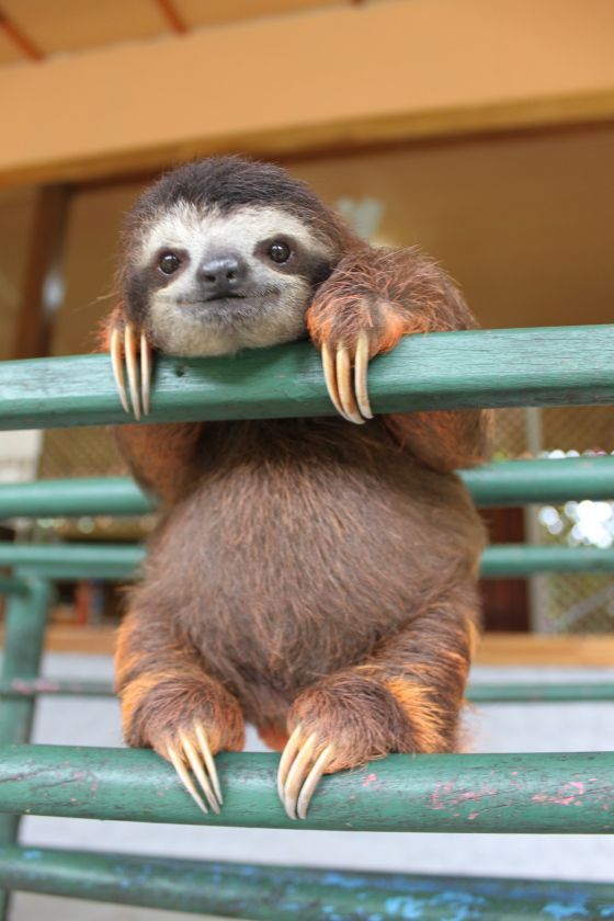 baby sloth.