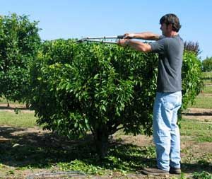 plant fruit trees close together and keep them very small to increase production