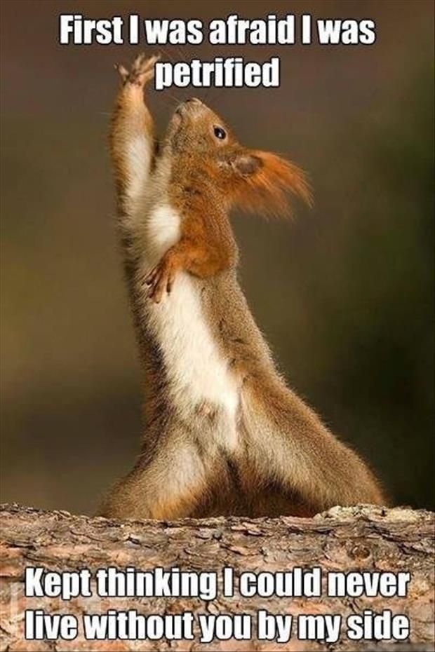 Funny Animals-tina turner squirrel