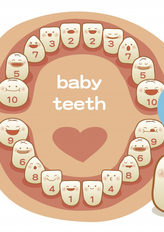 Parents Guide To Children's Teeth! For children at birth through 15 years ol