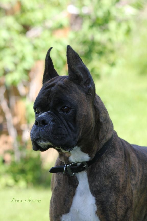 Pictures of Boxer Dog Breed