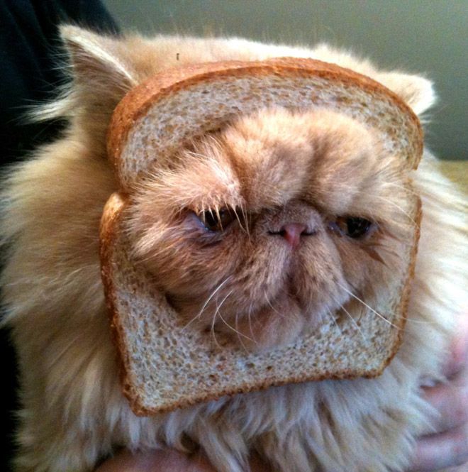 Poor cat… he got breaded… Sad looking, yet funny all at the same time.