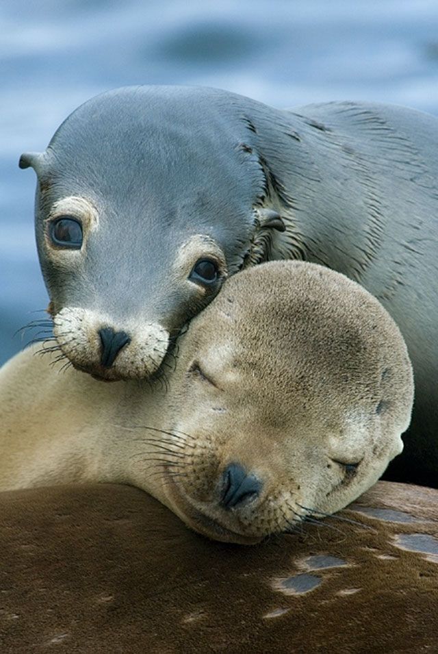 Sea lions…soulful faces