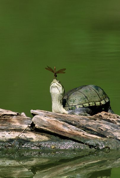 Turtle and dragonfly