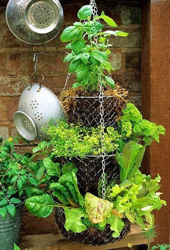 hanging fruit/vegetable basket outside with herbs or flowers