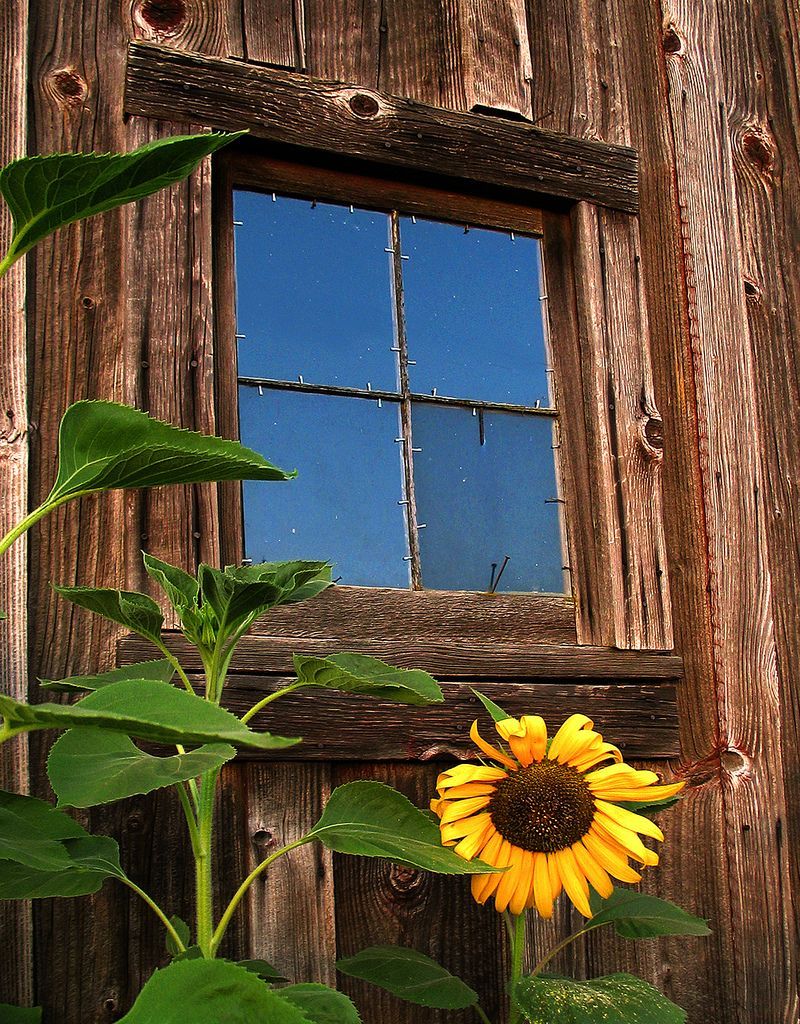 sunflower.  old barn wood.  love.