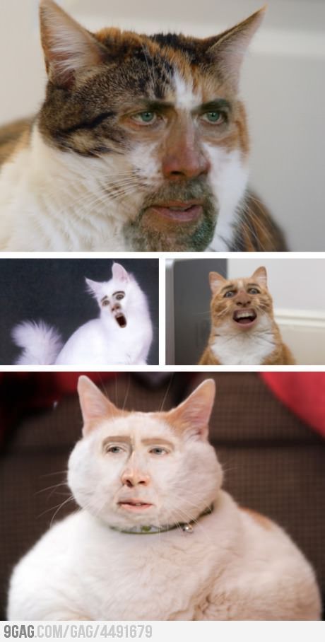 Cage Cat Face-Swap. ….why is this so creepy? And why does the last one remind