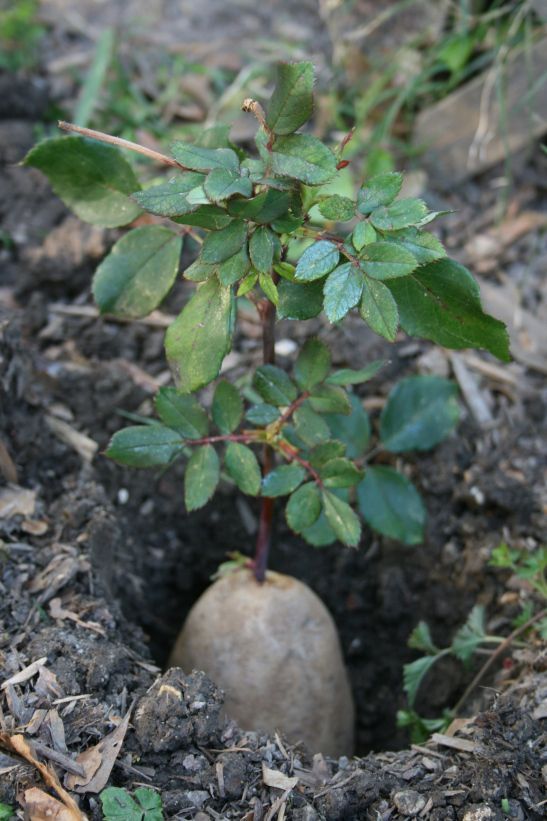 Growing rose cuttings with potatoes (an experiment