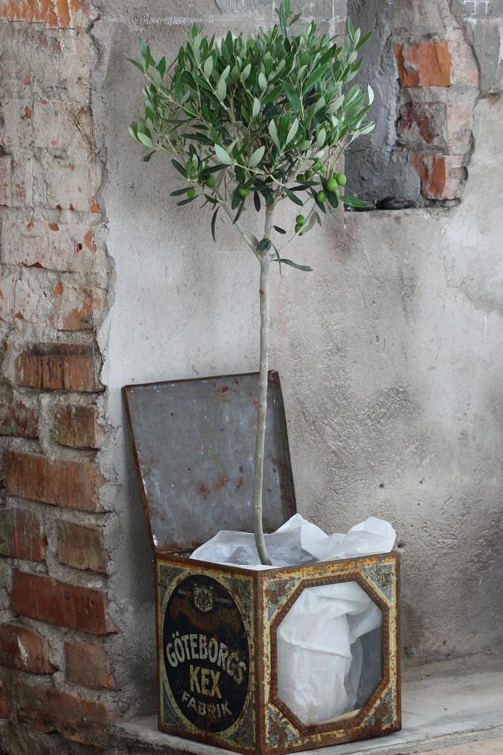 Olive Tree Living Room Whitewashed Cottage chippy shabby chic french country rus