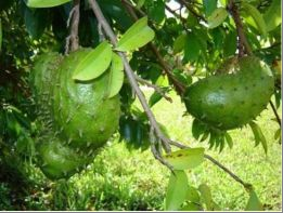 Sour sop; The Cancer Fighting Fruit Tree | Nature Isle Tropical Gourmet