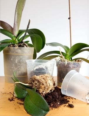 This is a guide to repotting orchids.  Orchids require a lot of care and attenti