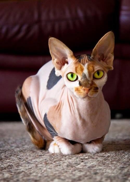 Calico Sphinx