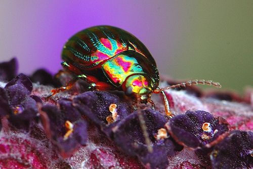 Rainbow Leaf Beetle