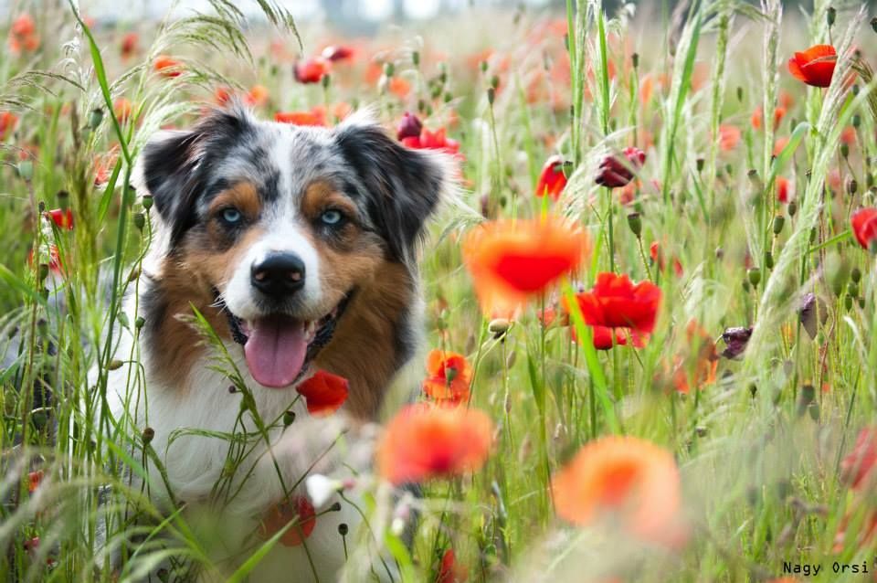 Australian Shepherd Blue Merle