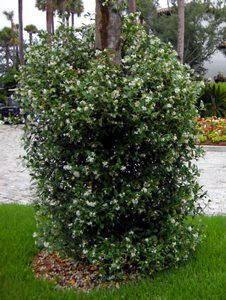 Confederate Jasmine- evergreen vine Zone 7-10… yay!