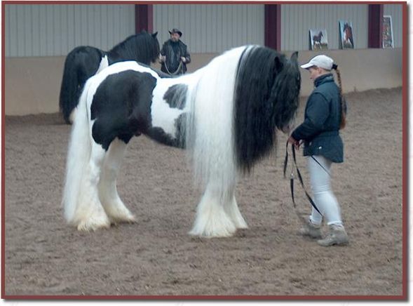 Gypsy Horse