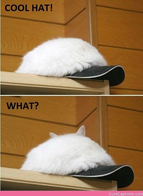 Hat or Cat? | Cute Captions