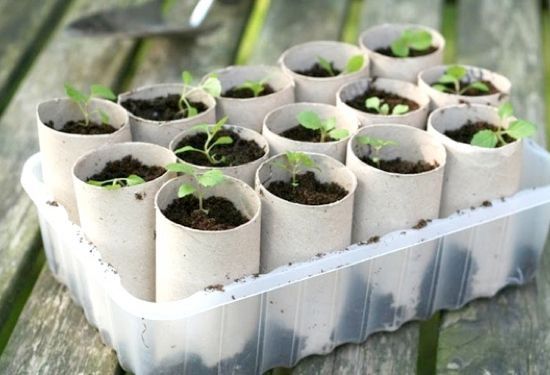 Use toilet paper rolls to start your plant seeds. When they are ready for planti
