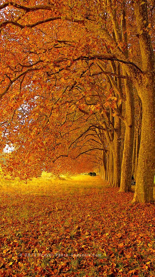 Beautiful Lausanne in Autumn, Switzerland by Karim Kanoun