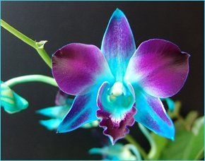 Blue Dendrobium Orchid ~Centerpieces for Carisa and Danas Wedding~