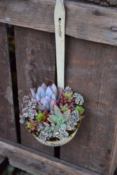 Can I just tell you that this is fantastic?  Succulents in a ladle?  Brilliant.