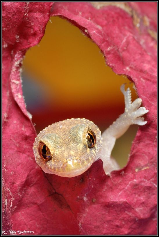 #geckos