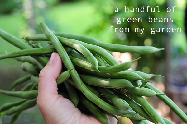 how to grow green beans and other things to eat. link with pictures and how to g