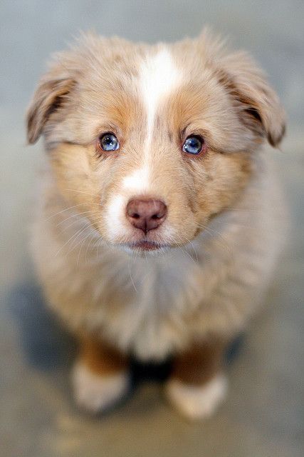 I will name her Myrtle!! One day, one day I will have a Mini-Australian Shepard