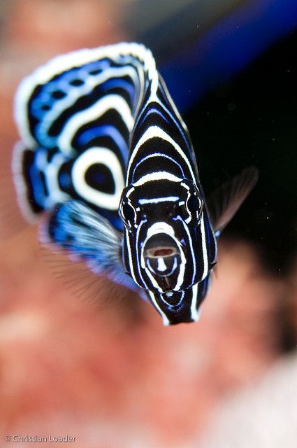 Juvenile Emperor Angelfish