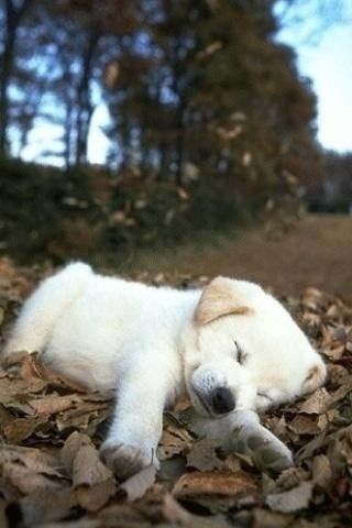 puppy nap, stop and drop