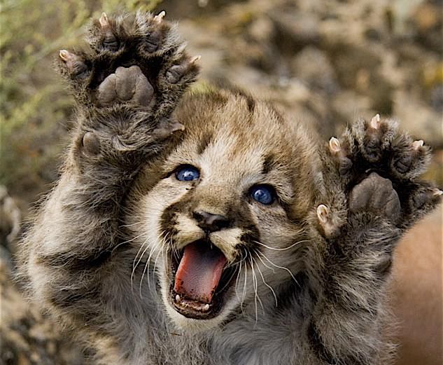 YAAAAAAAAAY | Baby mountain lion