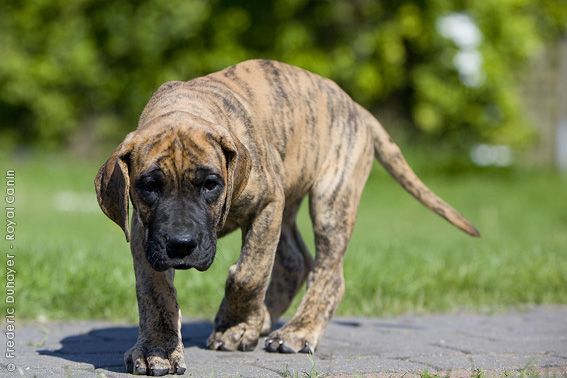 Baby Great Dane – brindle in colour