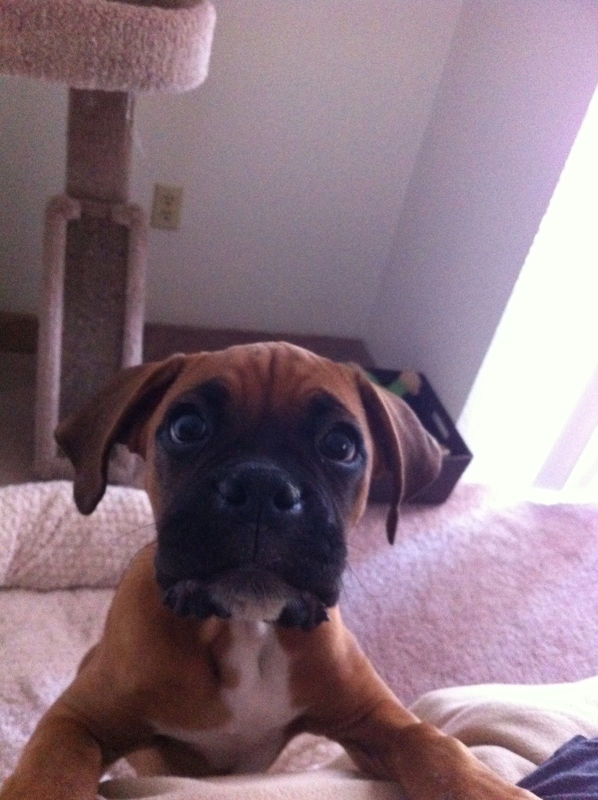 boxer pup!