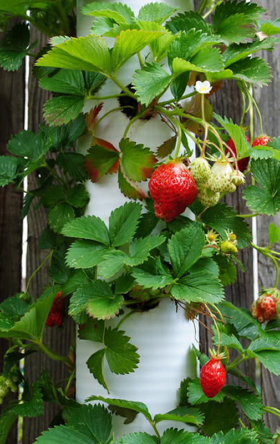 Strawberry planter from PVC pipe – Upcycle Us: March 2012