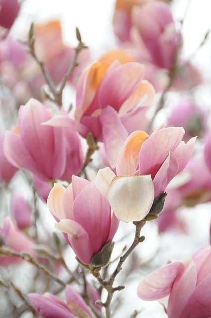 magnolias | Flickr – Photo Sharing!