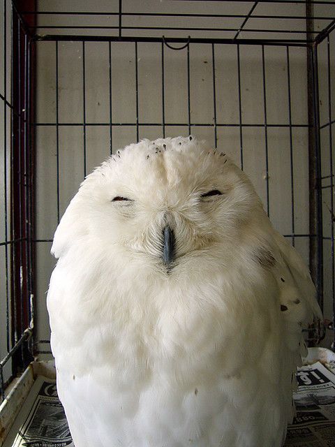 ^_^ love owls!