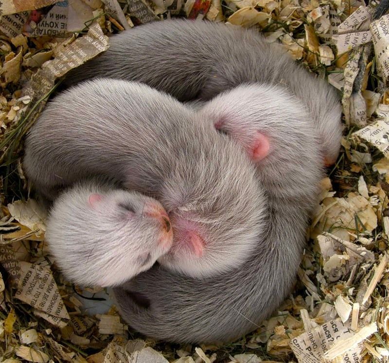 Baby Ferrets   On Yandex