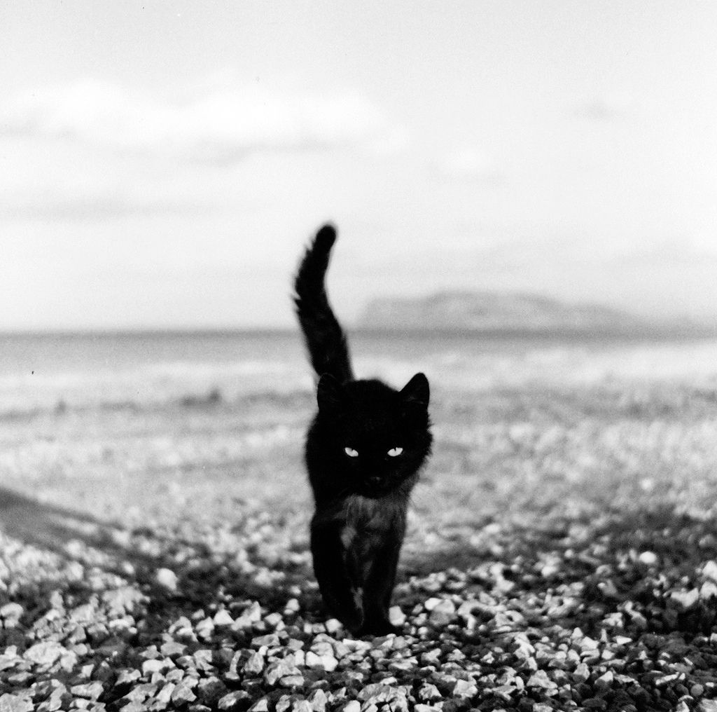 black cat