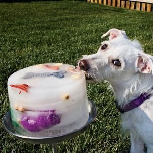 Freeze water and chicken stock with toys, carrots, treats, etc to keep dogs from