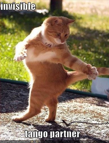 Funny cat pictures by Mdf1281, via Flickr