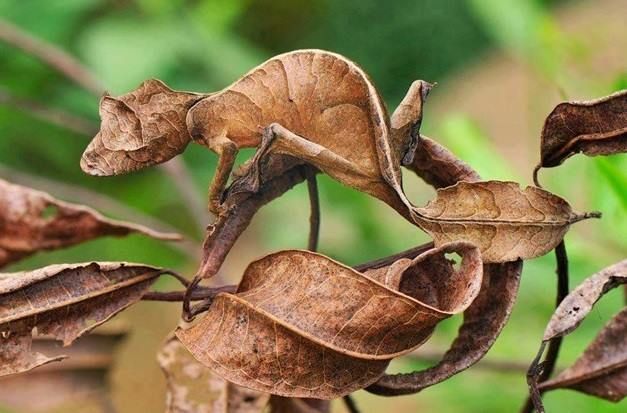 Master of disguise! Uroplatus phantasticus is a species of gecko indigenous to t
