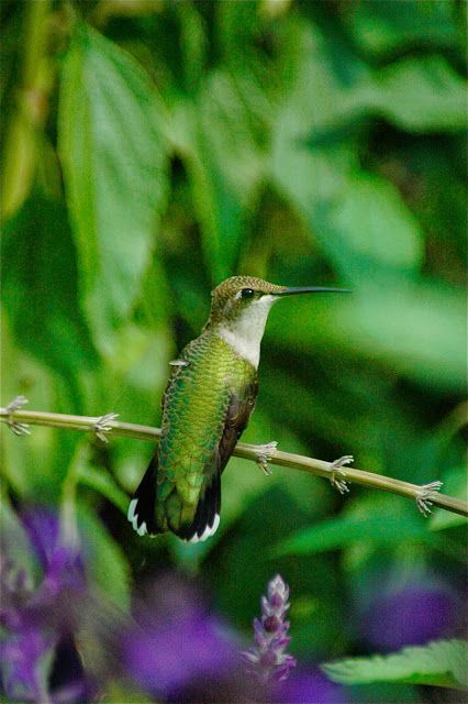 Photography by Tiwago: Hummingbirds