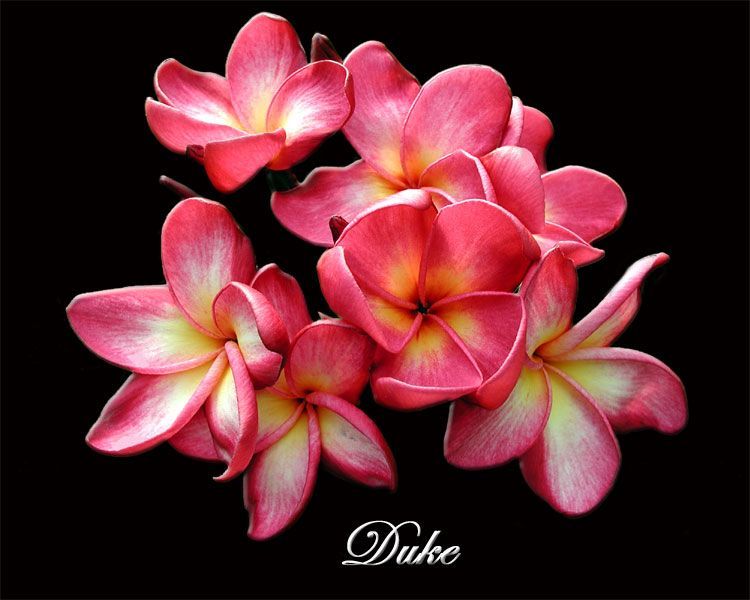 plumeria hibiscus tattoo