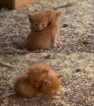 soft kitties, warm kitties, little balls of fur…