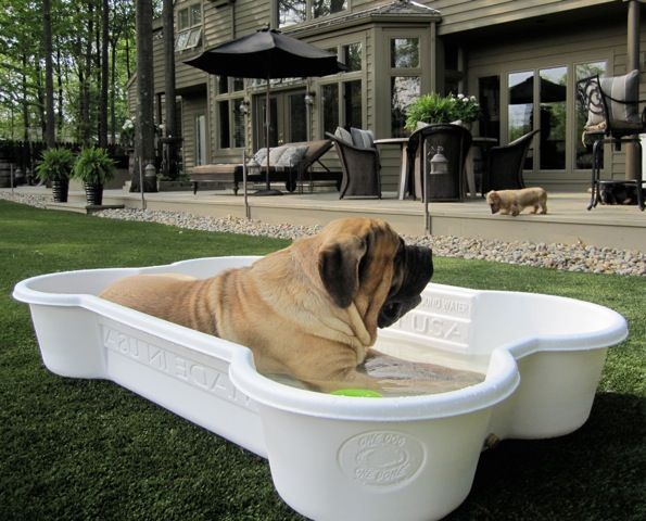 Bone shaped pool for the dog – totally getting this for Kylie!
