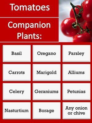 Companion plants for tomatoes.. repel pests, beneficial to garden.  Keep this on