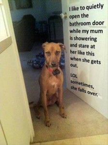 dog shaming funny pictures . . .Dont you add liking her clean wet legs like my d