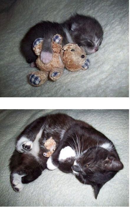 Growing up doesnt mean you have to give up your teddy bear. – Imgur