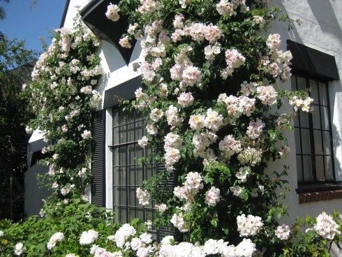how to care for climbing roses