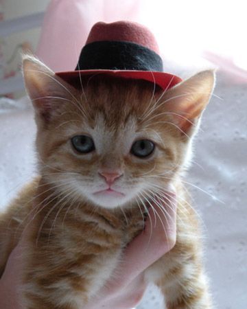 kitten in a hat!  Uh oh!  We need another kitten so we can put tiny hats on it a